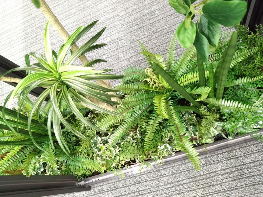 パーティショングリーン生け込み 観葉植物